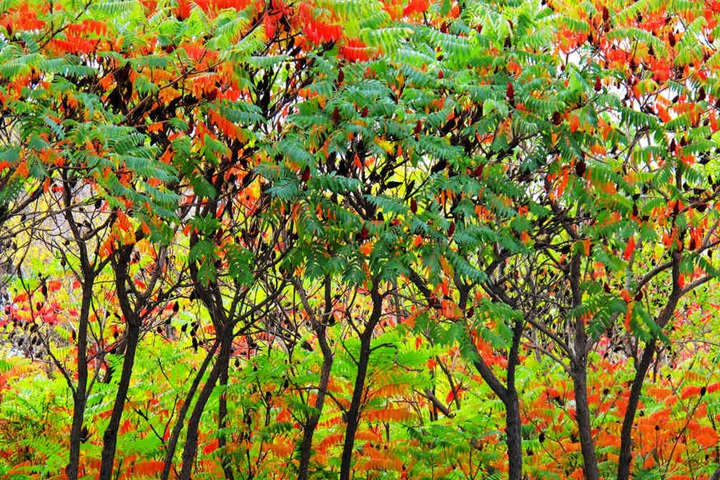 <a href=http://www.gyzxyj.com/lvhuamiaomu/35.html target=_blank class=infotextkey>火炬樹</a> 火炬樹