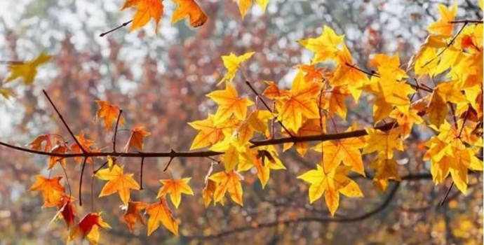 1634547990241700.jpg 1634547990241700.jpg