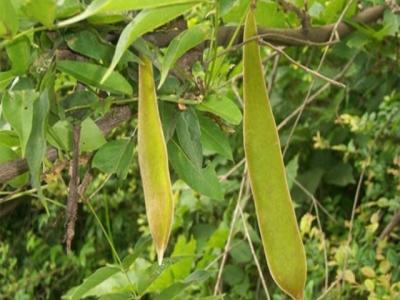 皂角的作用功效有哪些?