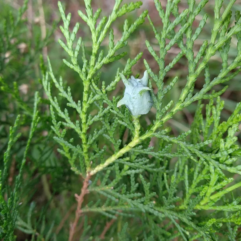 1636342803176225.jpg 88.webp.jpg