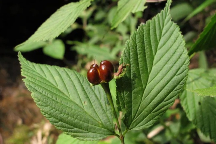 雞麻圖片_價格_養護方法 雞麻圖片_價格_養護方法