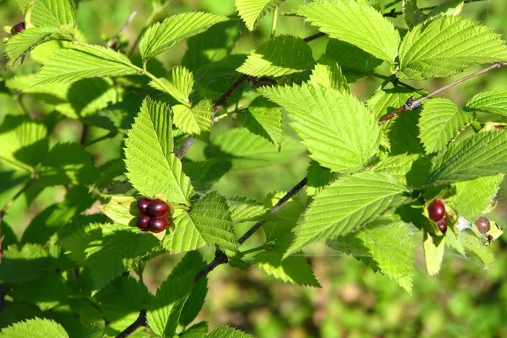 雞麻圖片_價格_養護方法 雞麻圖片_價格_養護方法