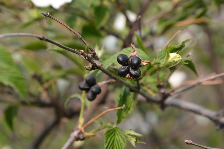 雞麻圖片_價格_養護方法 雞麻圖片_價格_養護方法