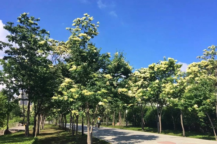 暴馬丁香 暴馬丁香