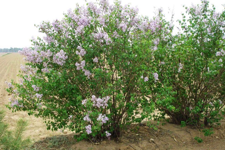 暴馬丁香 暴馬丁香