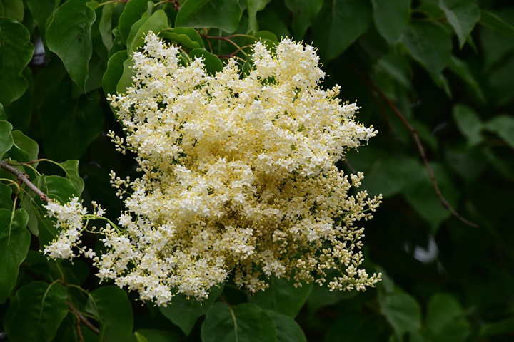 暴馬丁香 暴馬丁香