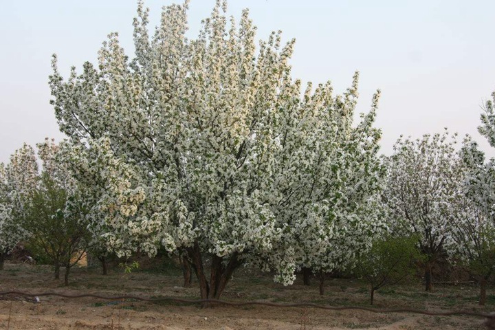 八棱海棠 八棱海棠