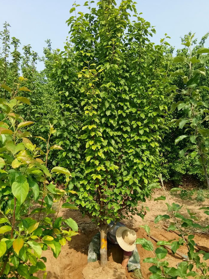 八棱海棠 八棱海棠