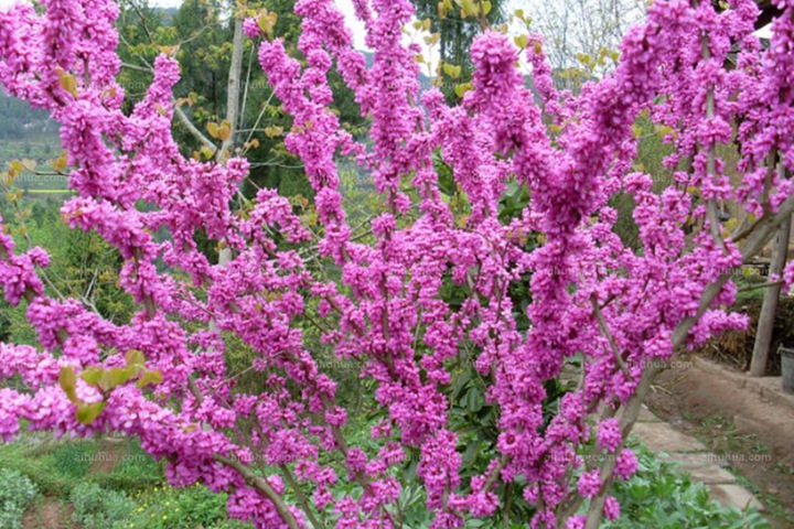 紫荊樹 紫荊樹