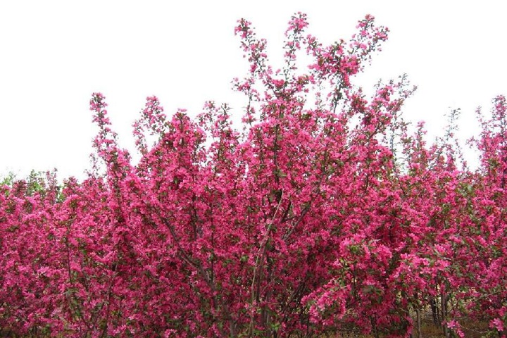 高原之火海棠樹 高原之火海棠樹