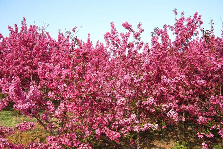 高原之火海棠樹 高原之火海棠樹