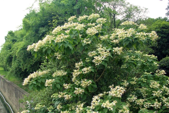 海州常山 海州常山