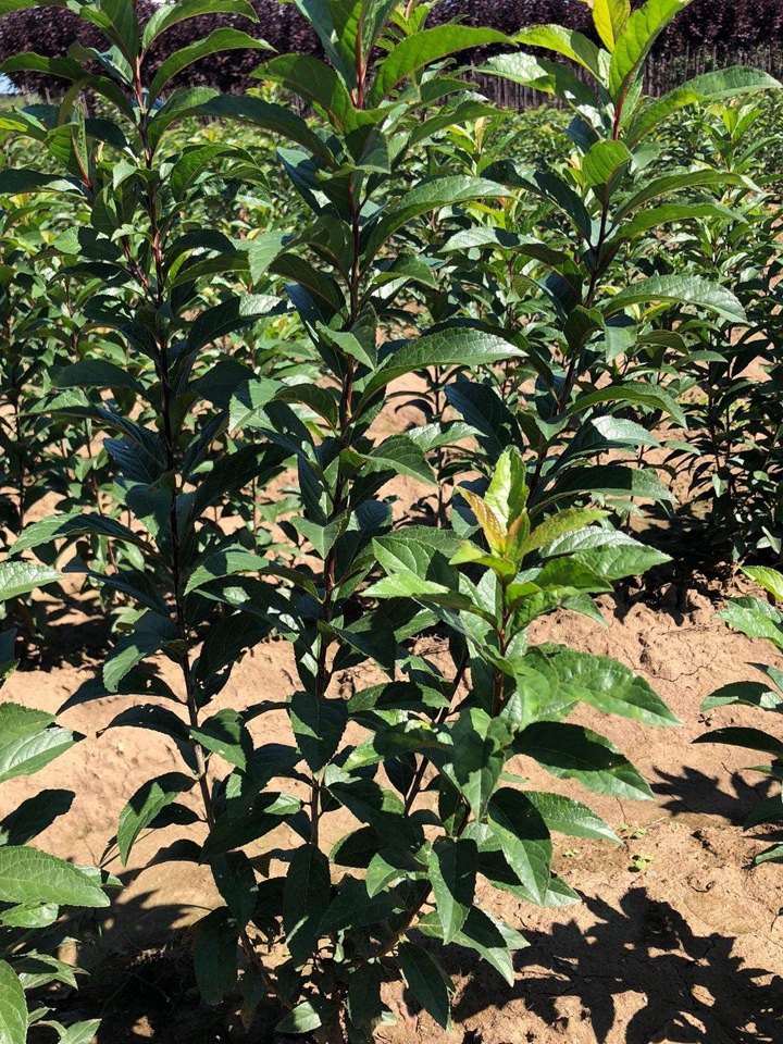 紅花麥李 紅花麥李