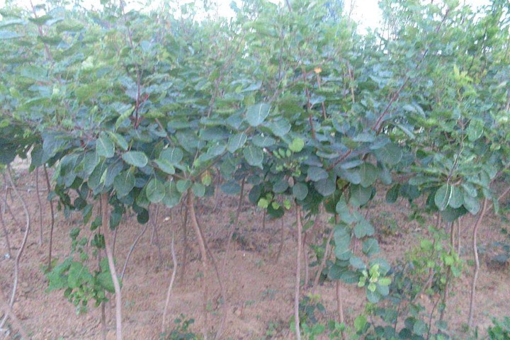 黃櫨小苗 黃櫨小苗