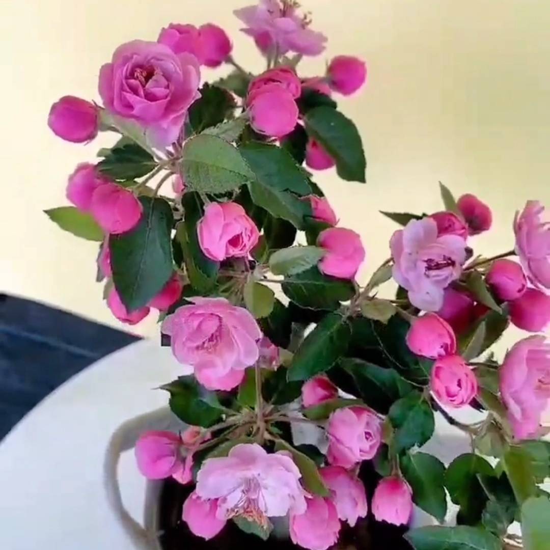 白蘭地海棠 白蘭地海棠