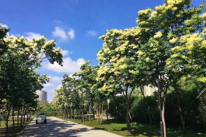 矮桿暴馬丁香 矮桿暴馬丁香