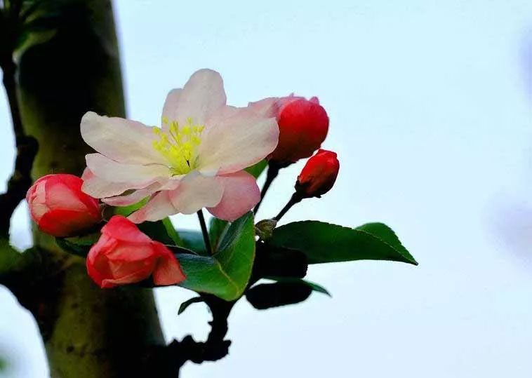 八棱海棠的果實能不能吃,八棱海棠的果實能吃嗎? 八棱海棠的果實能不能吃,八棱海棠的果實能吃嗎?