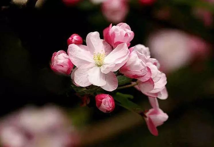 八棱海棠的果實能不能吃,八棱海棠的果實能吃嗎? 八棱海棠的果實能不能吃,八棱海棠的果實能吃嗎?