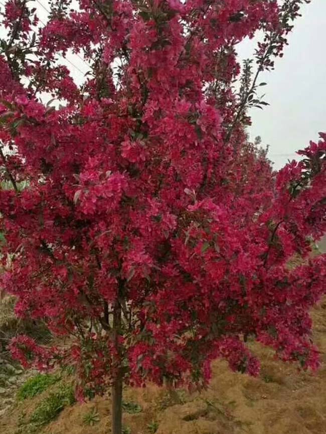 高原之火海棠果實(shí)可以吃嗎 高原之火海棠果實(shí)可以吃嗎