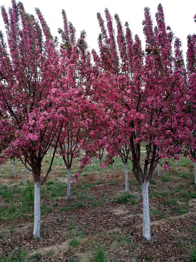 高原之火海棠果實(shí)可以吃嗎 高原之火海棠果實(shí)可以吃嗎