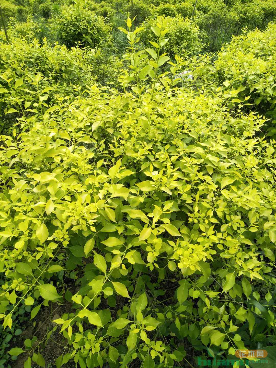 1646956720774946.jpg 1646956720774946.jpg