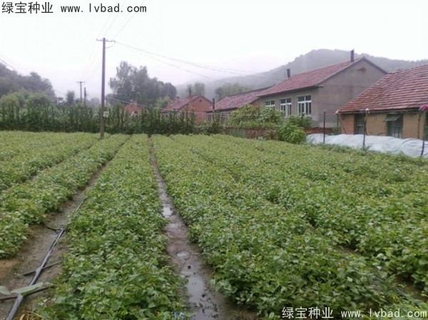 暴馬丁香種子 暴馬丁香種子