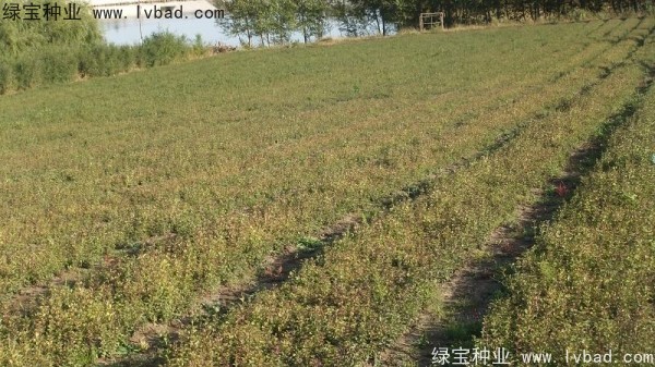 暴馬丁香種子 暴馬丁香種子