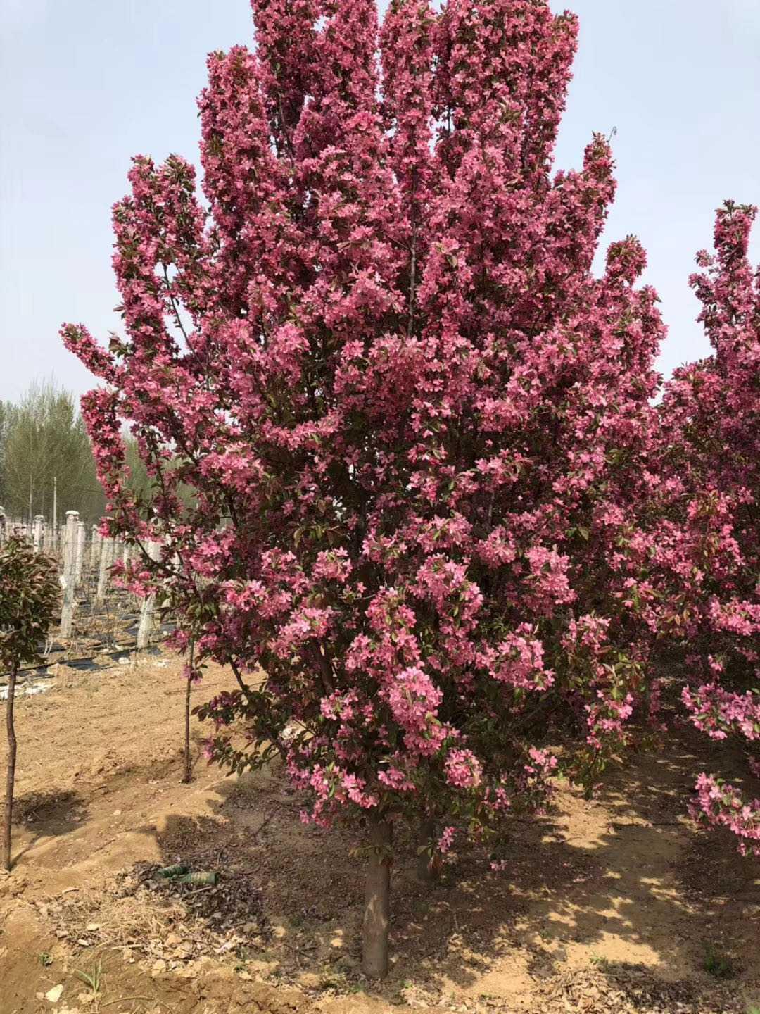 絢麗海棠和八棱海棠的區(qū)別(有什么不同) 絢麗海棠和八棱海棠的區(qū)別(有什么不同)