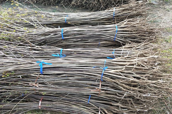 黃櫨小苗 黃櫨小苗