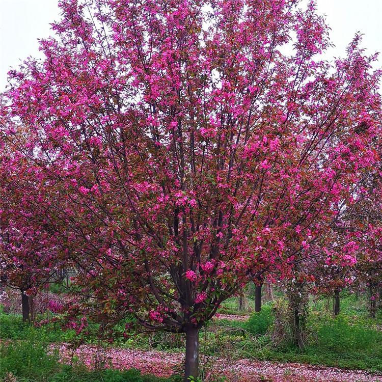 絢麗海棠和八棱海棠的區(qū)別(有什么不同) 絢麗海棠和八棱海棠的區(qū)別(有什么不同)