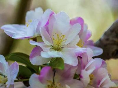 八棱海棠的果實能不能吃,八棱海棠的果實能吃嗎?