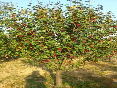 八棱海棠花期多久,幾月份開花