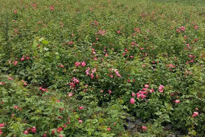 大花月季 大花月季