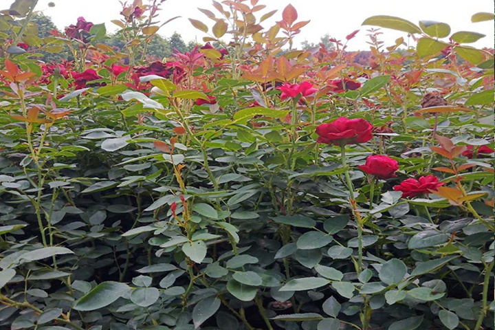 大花月季 大花月季