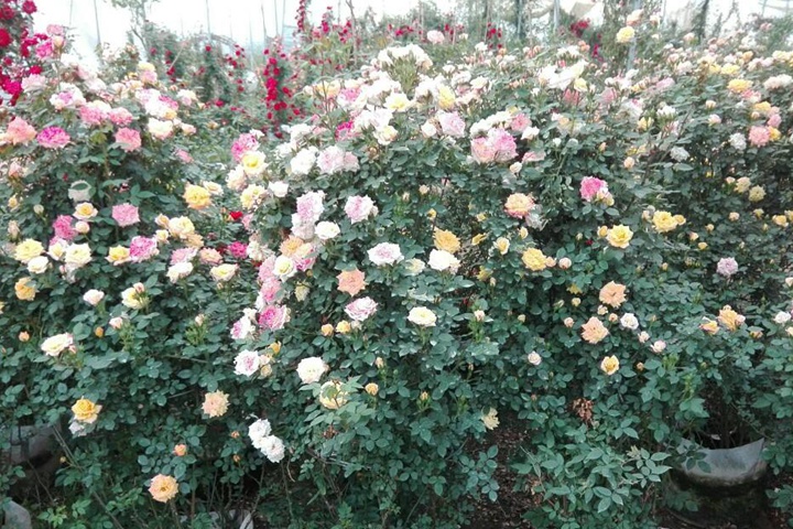 大花月季 大花月季