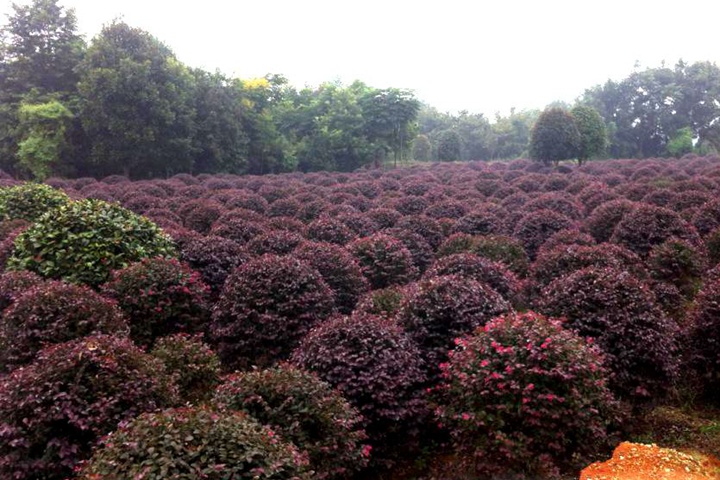 <a href=https://www.tengbenyueji.com/tsmm/121.html target=_blank class=infotextkey>紅花檵木球</a> 紅花檵木球