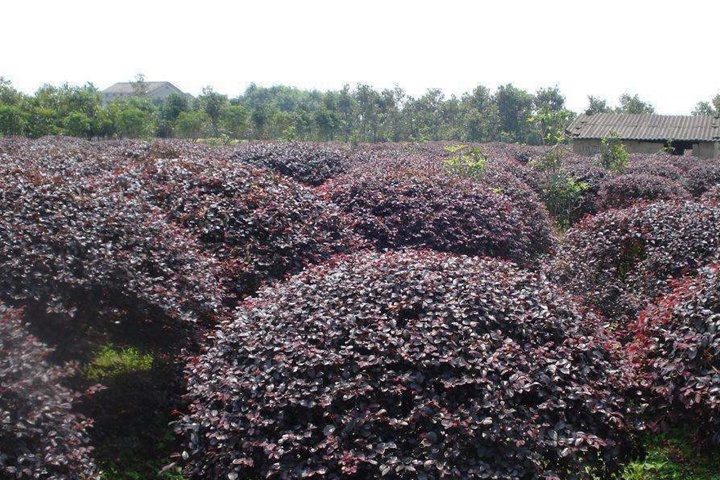 <a href=https://www.tengbenyueji.com/tsmm/121.html target=_blank class=infotextkey>紅花檵木球</a> 紅花檵木球