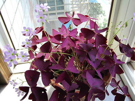 酢漿草養護的光照要求 酢漿草養護的光照要求