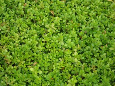 瓜子黃楊球圖片，瓜子黃楊球高清圖片