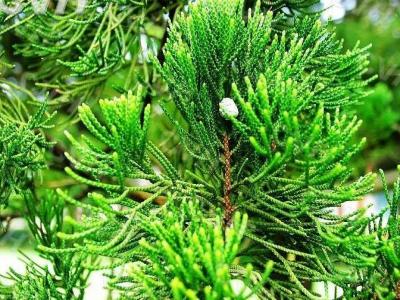 龍柏樹苗哪里有賣，龍柏苗多少錢一棵