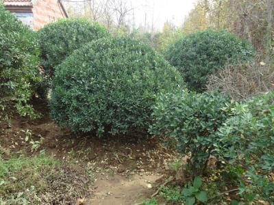 冬青樹的果子是什么顏色的,冬青果可以保持多久