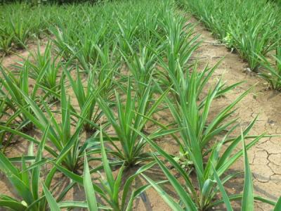 劍麻多久開一次花,劍麻多少年開一次花