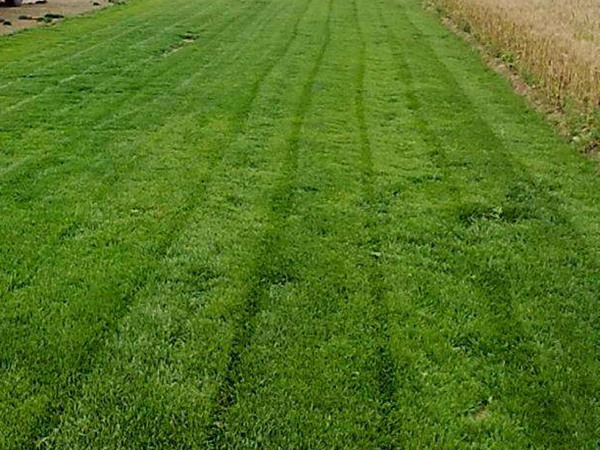 矮生四季青草坪的優缺點有哪些 矮生四季青草坪的優缺點有哪些