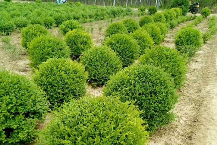 小葉女貞球 小葉女貞球