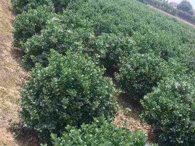 枸骨苗哪里有賣，無刺枸骨苗的產(chǎn)地是哪