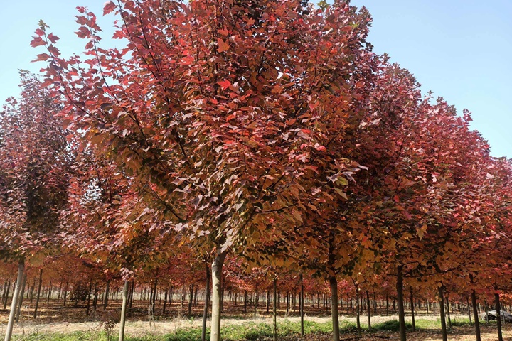 美國(guó)紅楓樹的市場(chǎng)價(jià)格 美國(guó)紅楓樹的市場(chǎng)價(jià)格