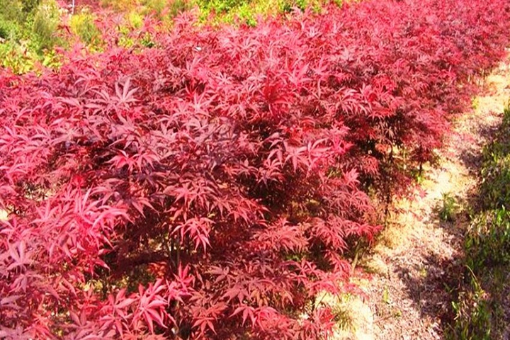 日本紅楓 日本紅楓