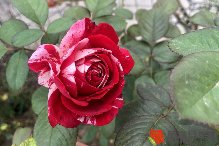 地被月季 地被月季