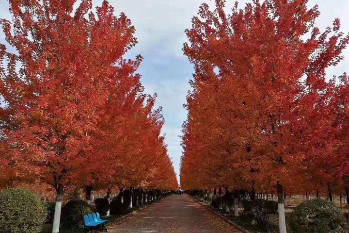 紅點紅楓 紅點紅楓