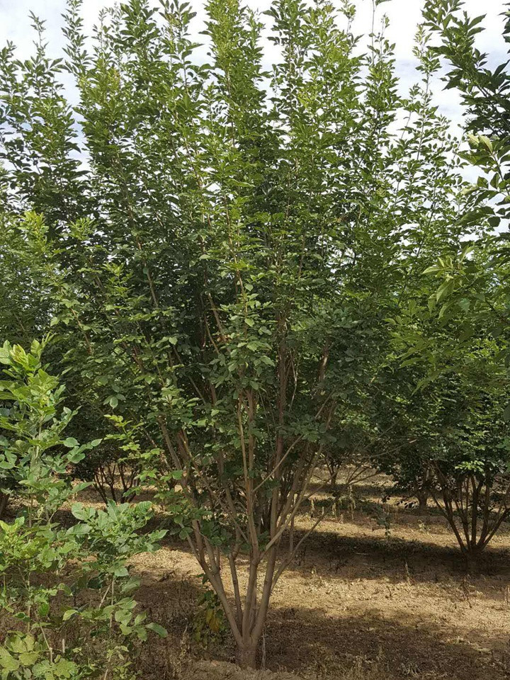 叢生白蠟 叢生白蠟